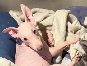 Štěně amerického bezsrstého teriéra (pejsek) 3,5 měs, Béžový/White Chocolate