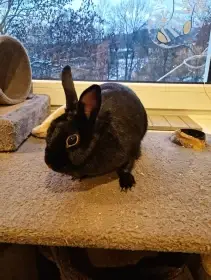 Hledá se nový domov