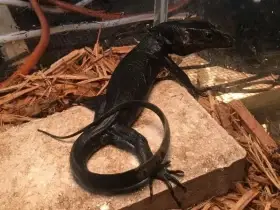 Monitor vody Černého draka – Varanus Salvator