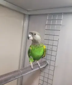 Papoušek hnědohlavý (Poicephalus cryptoxanthus)