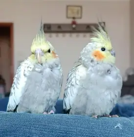 Korela chocholatá – ručně dokrmená mláďata