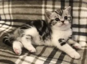 Britské mramorové kočičky s PP, FIFE