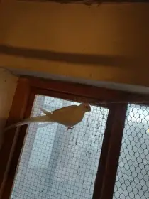 Alexandřin princeska