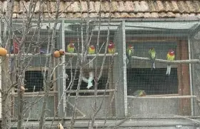 Prodám rosely penant, rosely pestré a andulky