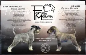 Knírač střední pepř a sůl