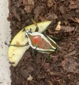 Larvy Dicronorhina derbyana layardi