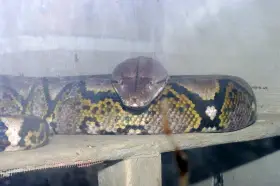 Krajta mřížkovaná