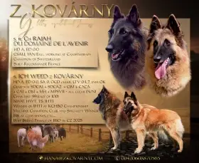 Belgický ovčák – Tervueren, krásná štěňátka ze zahraničního krytí