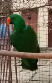 Prodám eklektus různobarvý šalamounský