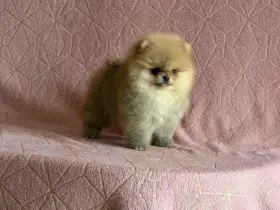 Pomeranian