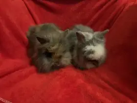 Nabízím zakrslé králíčky- lvíčky s teddy genem(stáří 7 týdnů)