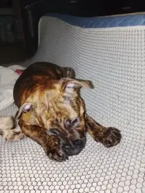 Štěně stafordský teriér