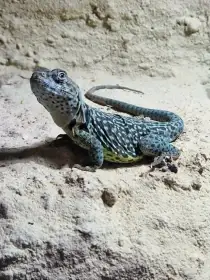 Crotaphytus collaris Wichita mountains samice