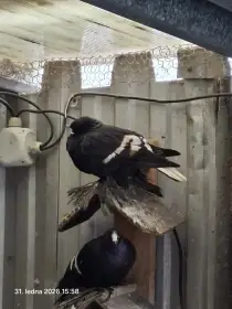 Česká lyska rousná