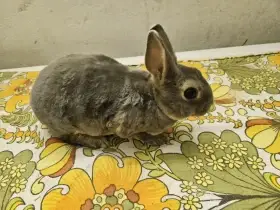 Zakrslý králíček