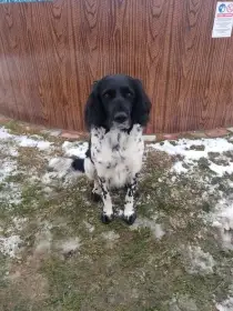 Velký Munsterlandský ohař