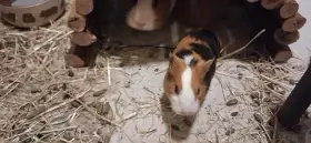 Morče hladkosrsté trikolora