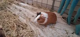 Samička - světlejší