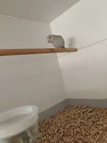 Papoušíček Šedokřídlý