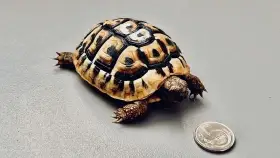 Loňský odchov želv zelenavých