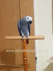 Žako kongo - krotké, ručne dokŕmené mláďatá