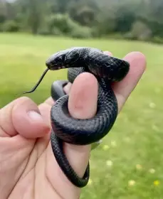 Užovka indigová (Drymarchon couperi) k dispozici