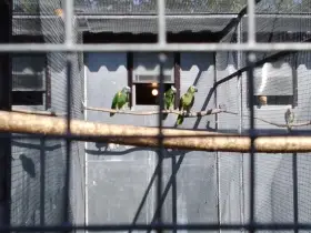 Amazoňan modročelý