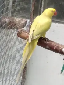 Alexandři malí a velcí