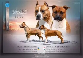 Americký stafordšírský teriér s PP