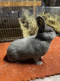 Prodam samce a samice Vídeňské modré