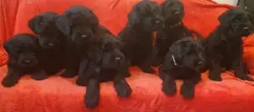 Ruský černý teriér - zadám štěňata s PP
