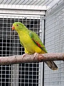 Papoušek červenokřídlý žlutý