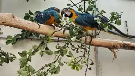 Prodám Ara ararauna