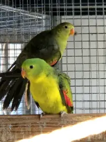 Papoušek červenokřídlý šedozelený/žlutý