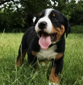 Přejeme si štěňátko