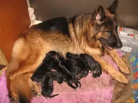 Německý ovčák dlouhosrstý