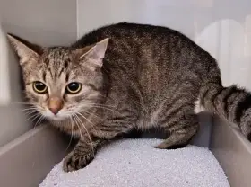 Kočička Koralína hledá nový domov