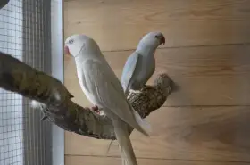 Alexandr malý modrý palid HO