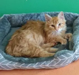 Kocourek Hubert hledá nový domov