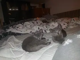 Vymazlená a uvrněná koťátka chartreux