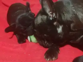 Francouzský buldoček s PP