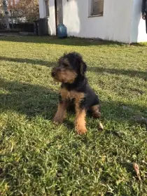 Štěňátka velšteriér