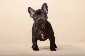 Exkluzivní štěně Francouzského buldočka s PP FCI – CHS Boydream