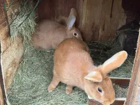 Burgundský králík (samci i samice)