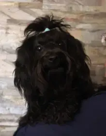 Ruská barevná bolonka