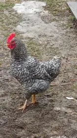 Prodám kohouta do domácího chovu