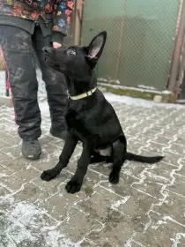 Štěně NO 3,5 měsíce