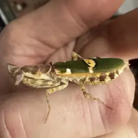 Prodám kudlanky (Creobroter gemmatus)