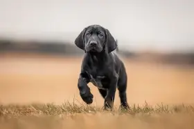 Štěně německý krátkosrstý ohař