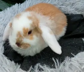 Zakrslý beránek D3